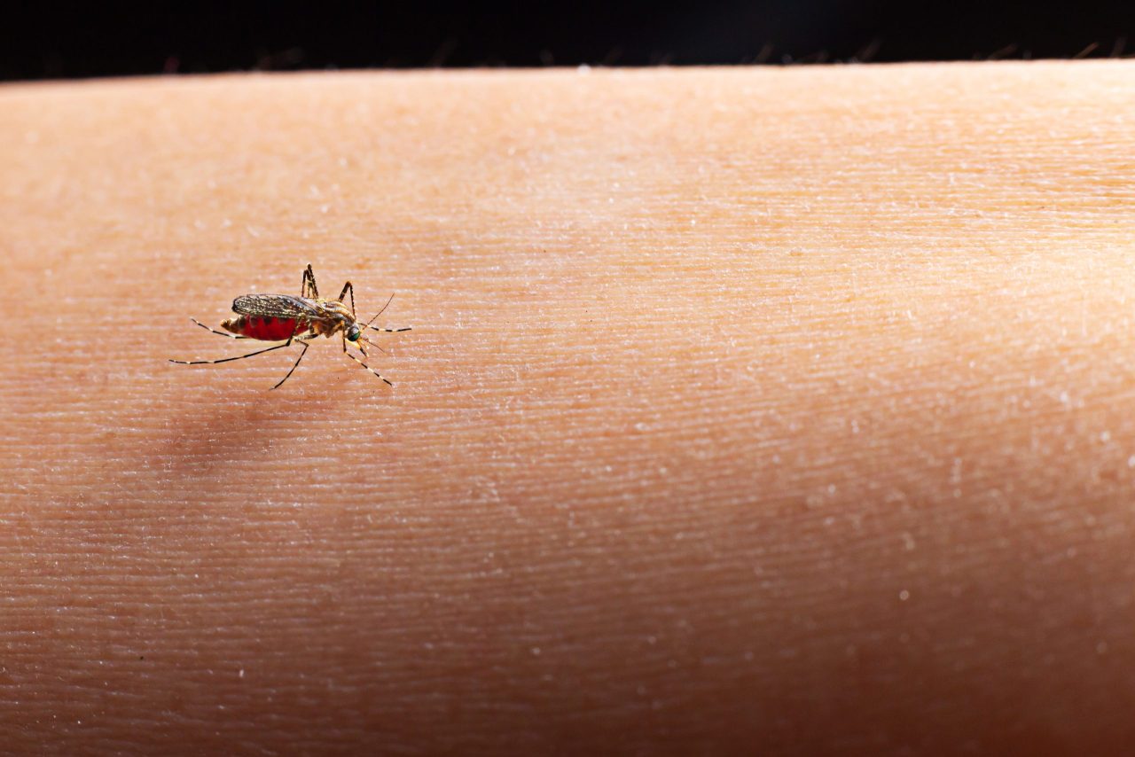 Aumentan los casos de dengue en Antioquia y así puede detectarlo