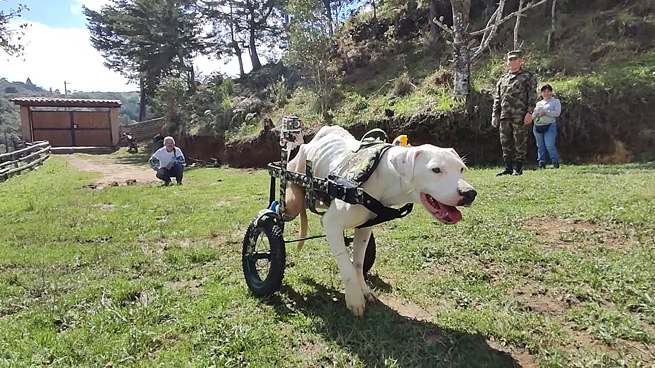 Logan, el perrito que recibe silla de ruedas para su discapacidad