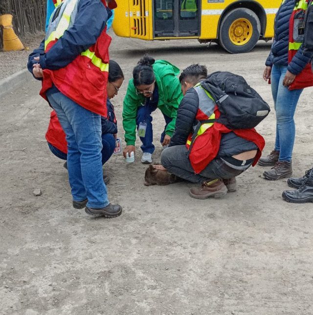 ¡Inhumanos! Perrita llegó a una estación de TransMilenio pidiendo ayuda porque la maltrataban