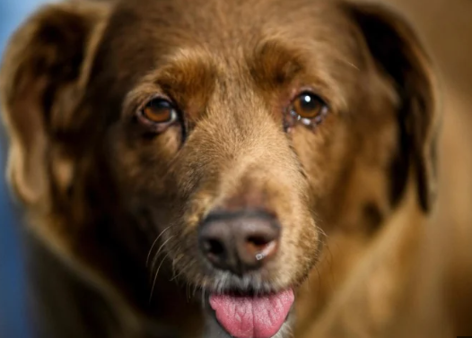 Bobi, el perrito que cumplió 31 años y es el más longevo del mundo