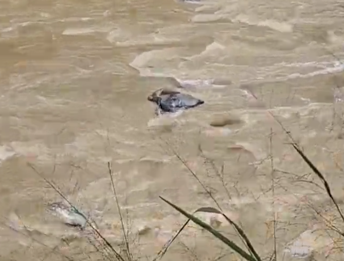 [Video] Aparece cuerpo flotando en el Río Medellín