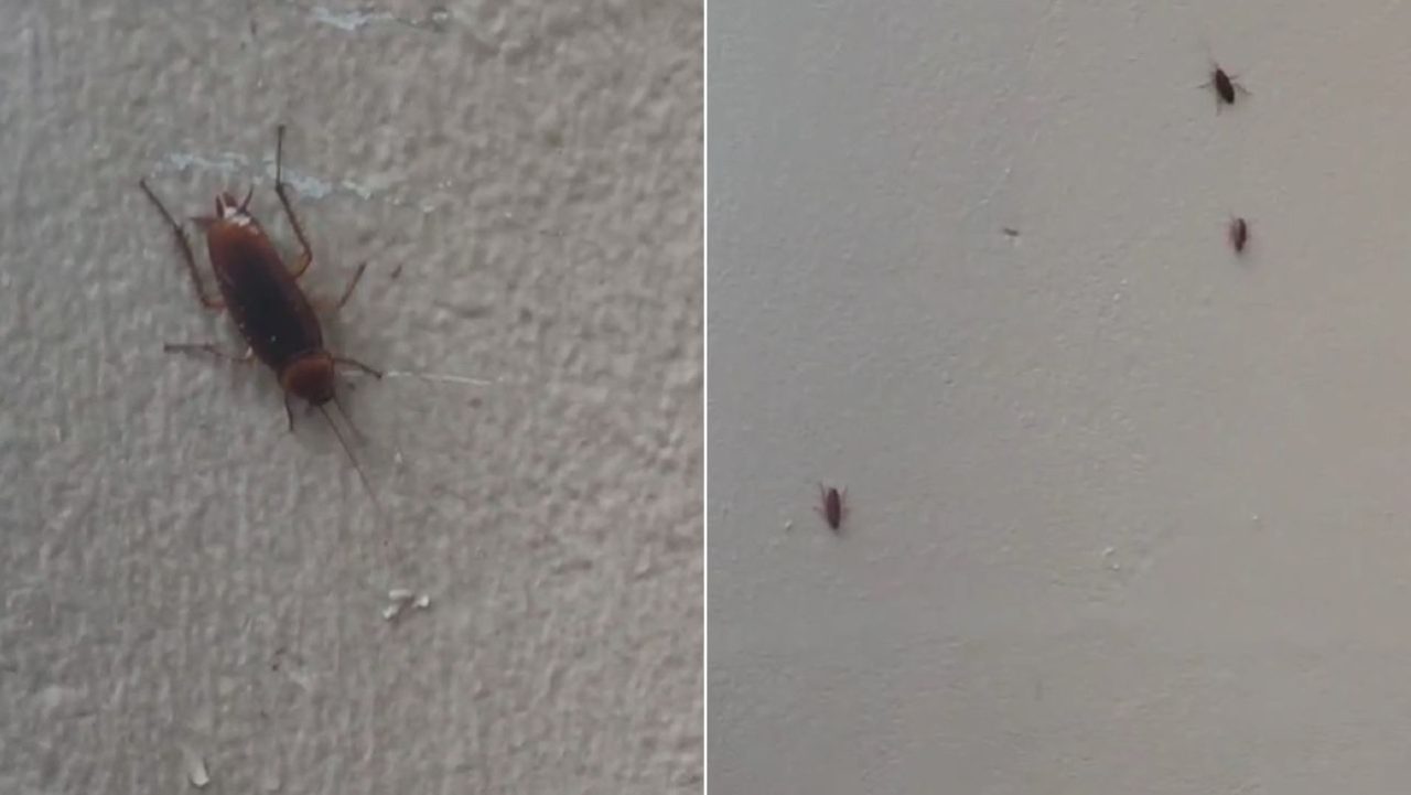[Video] ¡Hasta en las paredes! Cucarachas subieron a pisos altos tras el aguacero en Medellín