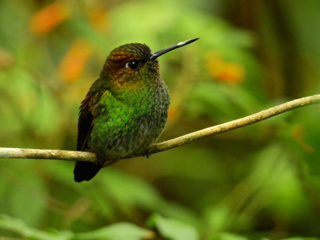 En Altavista fueron avistadas diez especies nuevas de aves