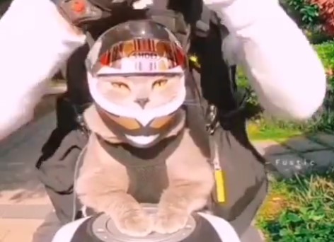 [Video] El gato que fue entrenado para ser motociclista