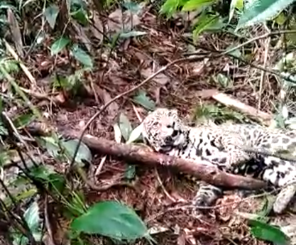 [Video] Matan a jaguar en verada del norte de Antioquia