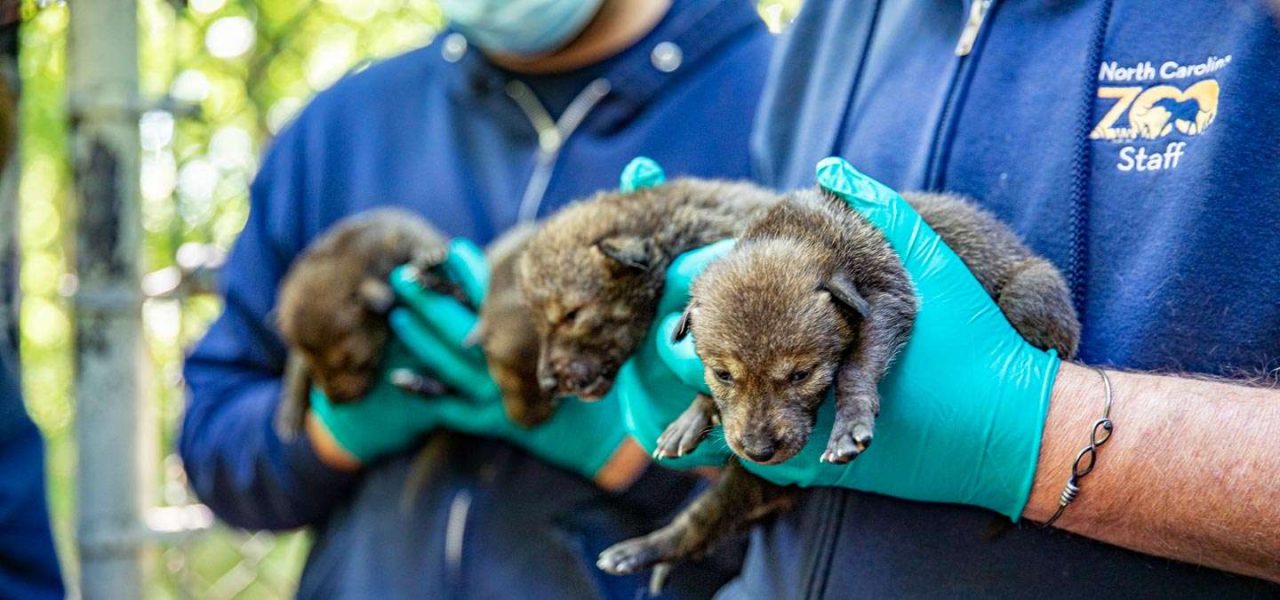 ¡Qué alegría! Nacieron 12 cachorros de lobo rojo en grave peligro de extinción