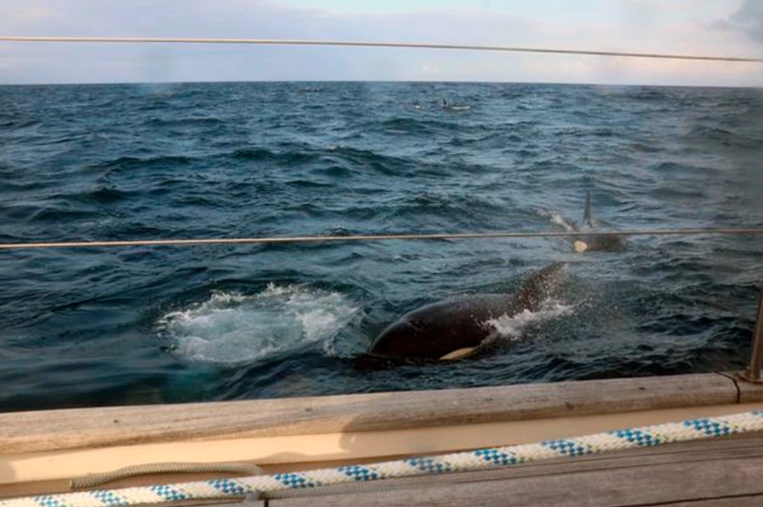 ¡Qué peligro! Pandilla de ballenas orca atacan barcos