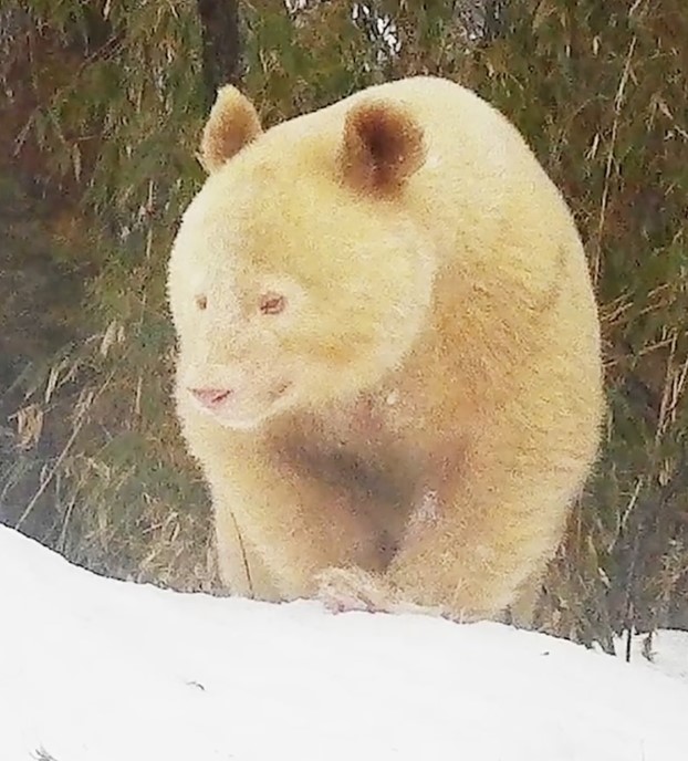 Oso panda albino 