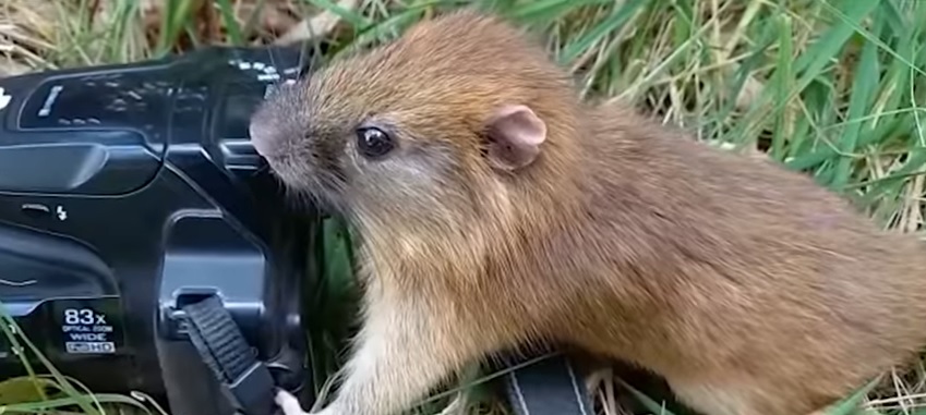 [Video] ¡Esperanzador! Encuentran a roedor que se consideraba extinto en Colombia
