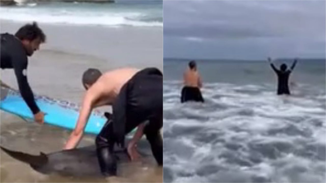 [Video] ¡Hermoso gesto! Dos surfistas salvan a un delfín de quedar varado a orillas del mar