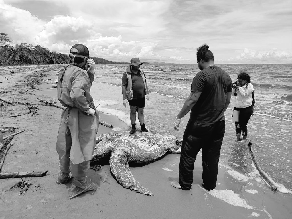 ¡Qué triste! Una tortuga fue atropellada por una embarcación en playas de Necoclí