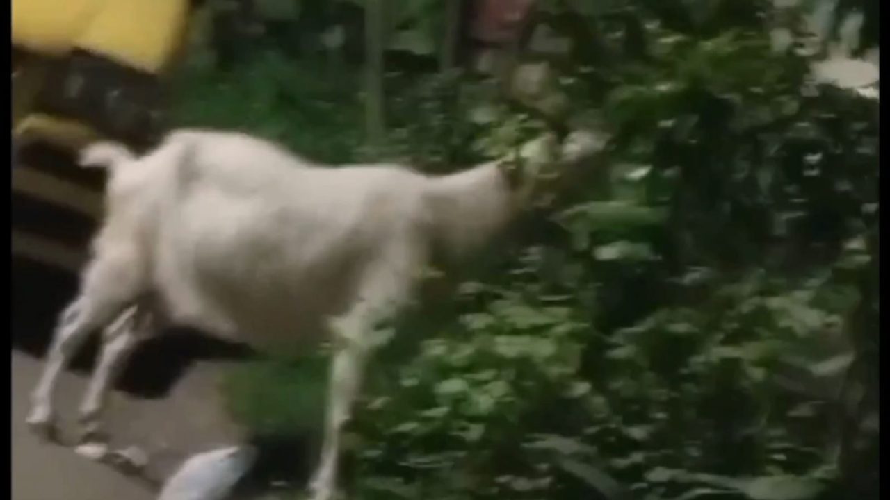 Video: Presencia de cabra en calles de Bello causa polémica