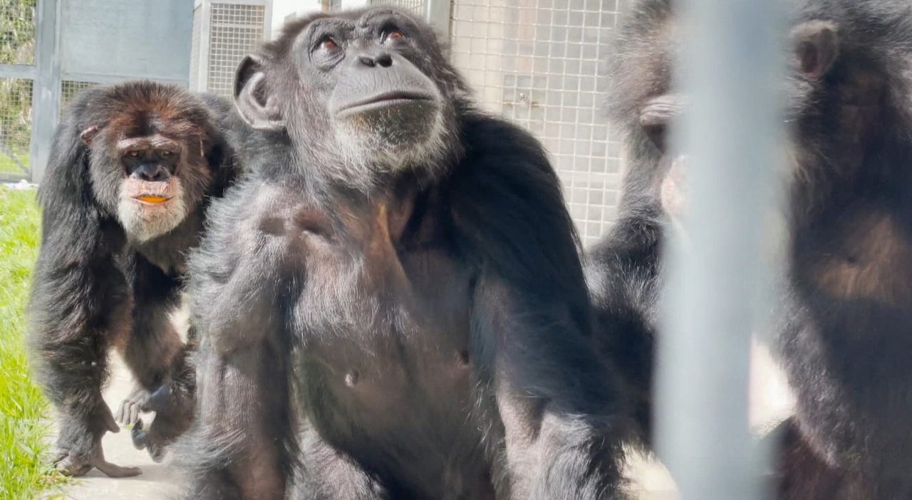 [Video] Chimpancé vio el cielo por primera vez y así reaccionó