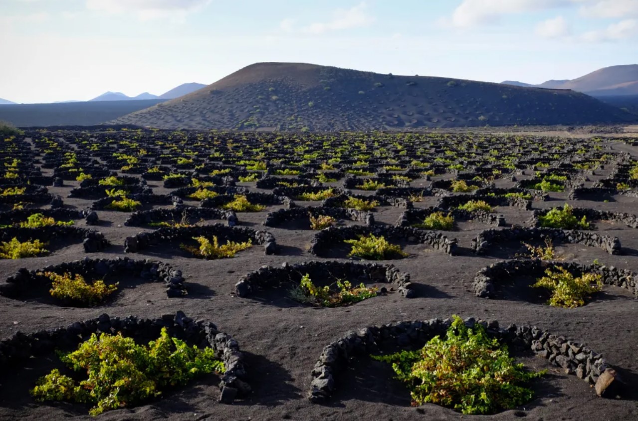 Así están convirtiendo el desierto en tierra fértil