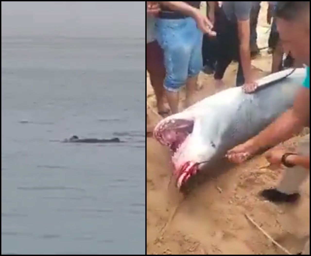 ¡Aterrador! Hombre murió por ataque de tiburón en Egipto