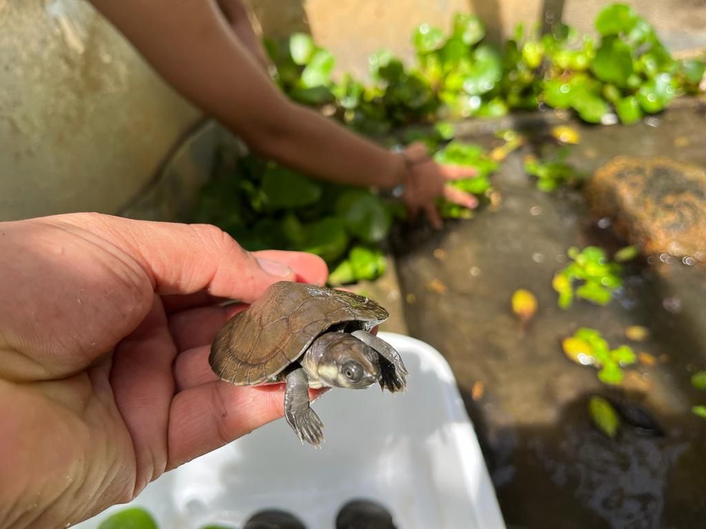 3 mil tortuguillas de río liberadas en Nechí