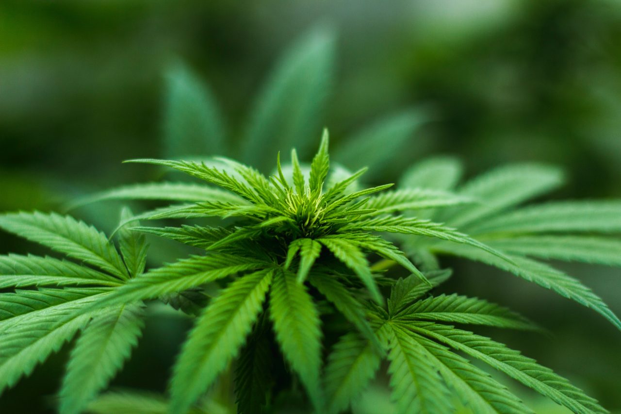 Cannabis de uso recreativo en Colombia es aprobado en su séptimo debate