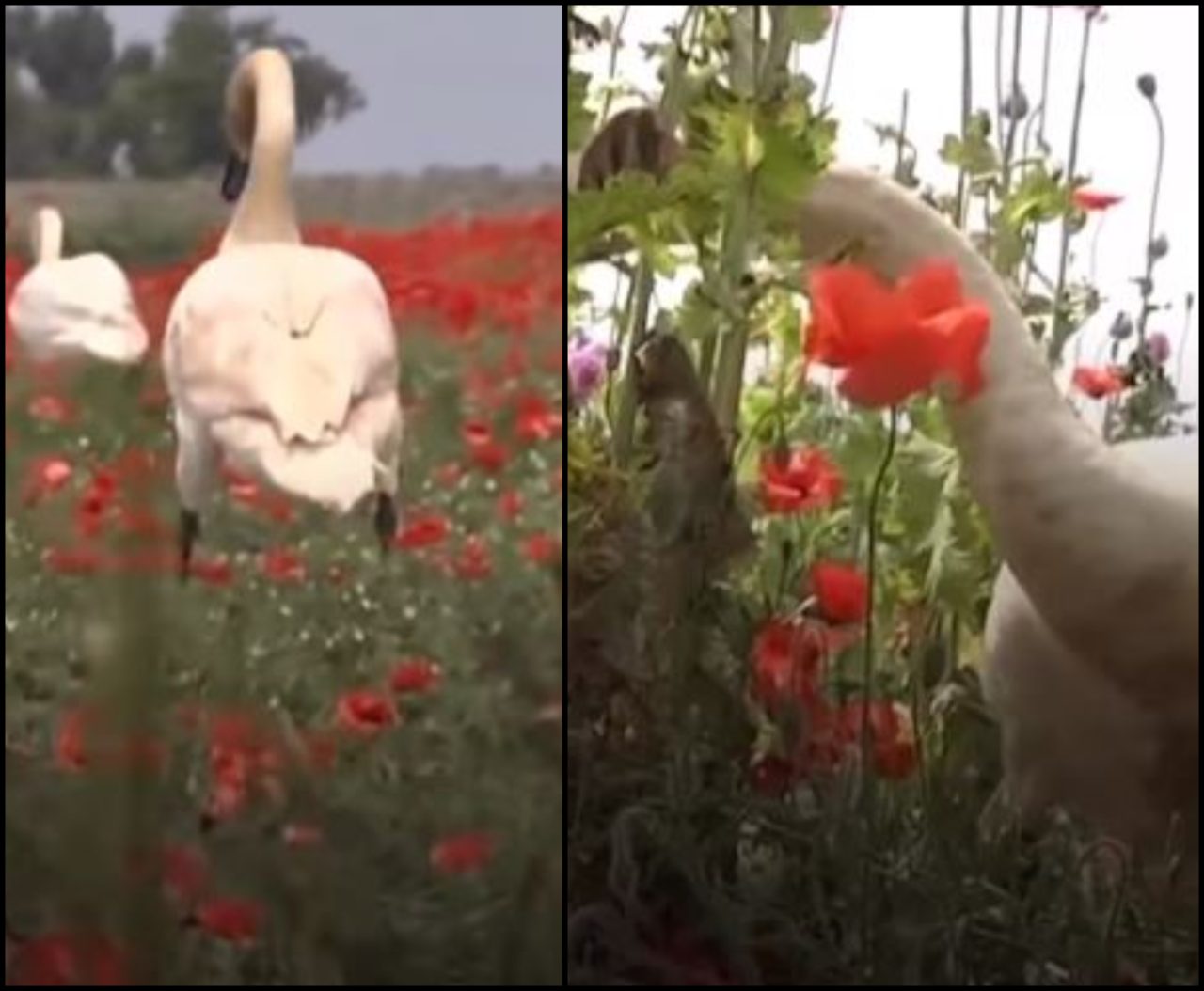 ¡Increíble! Cisnes adictos a la amapola