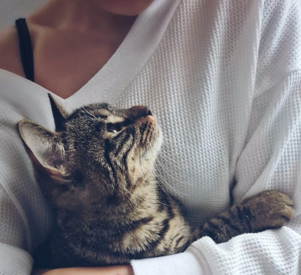 Una mujer le pidió el divorcio a su esposo por dar en adopción a su gato