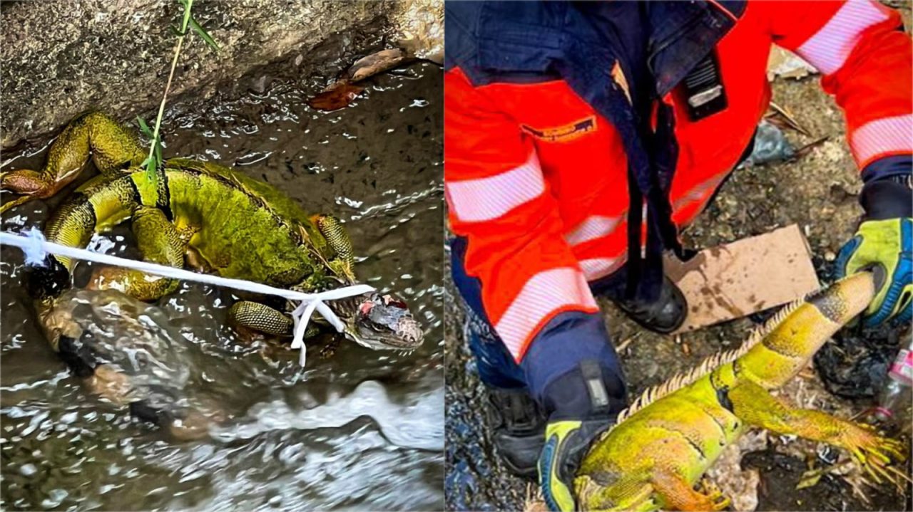 ¡Buenas noticias! Bomberos rescataron una iguana hallada en un caño en Medellín