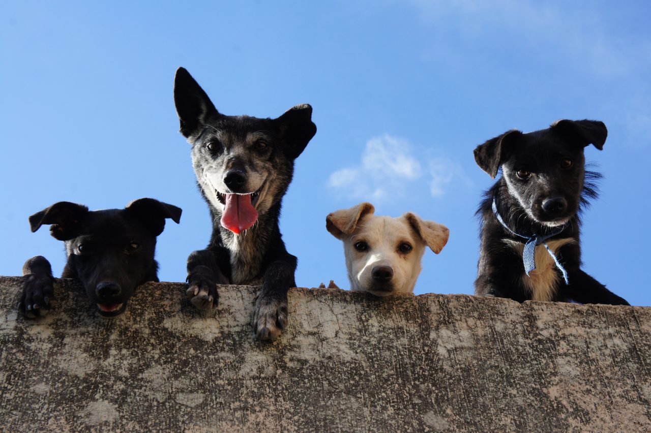 Abren la primera sala de cine 'pet friendly', ¿se animaría a ir?