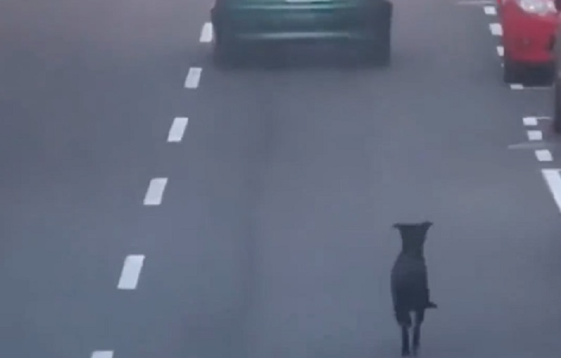 [Video] ¡Qué tristeza! Mujer intentó abandonar su perro en la autopista