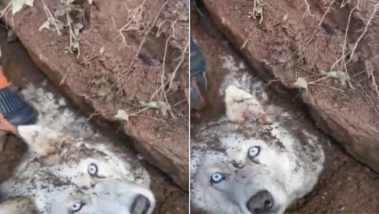 [Video] ¡Qué emotivo! Rescatan a un perrito atrapado tras un derrumbe