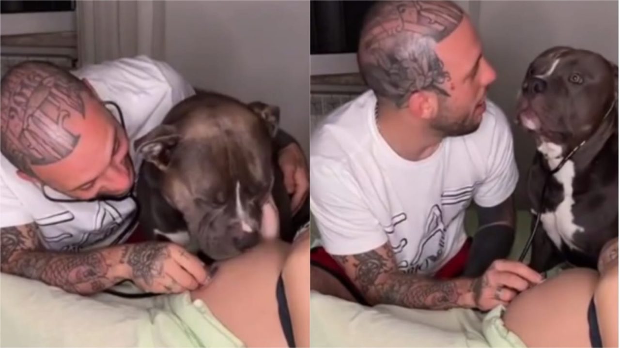 [Video] ¡Hermoso! Perro reacciona al escuchar al bebé en el vientre de su dueña