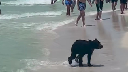 Video: Pensaron que era un perrito en la playa y era otro animal, ¡qué oso!