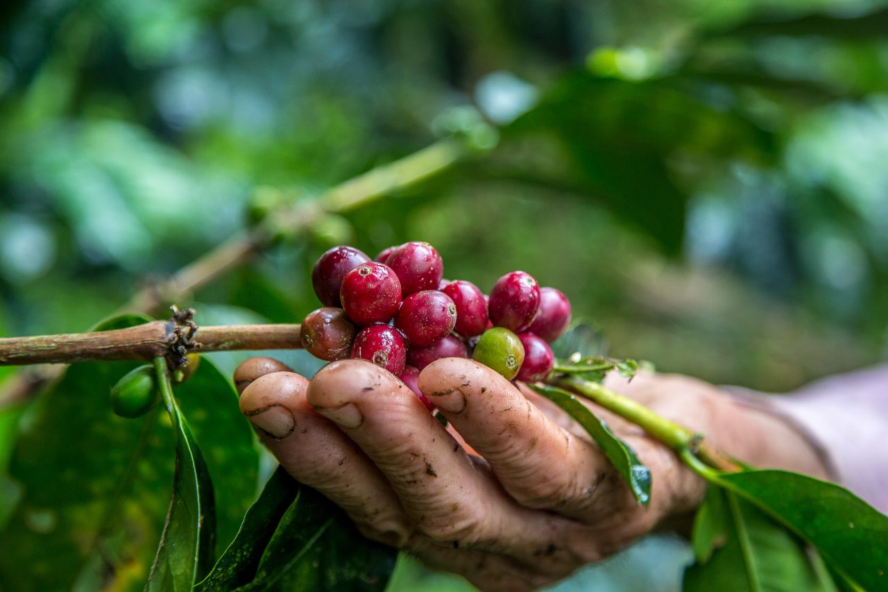 Colombia celebra su tesoro nacional en el Día del Café