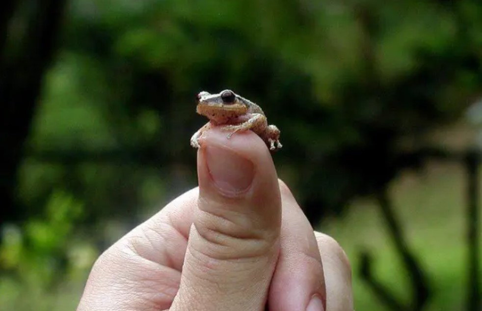 La rana 'gomela' que solo vive en barrios ricos de Colombia