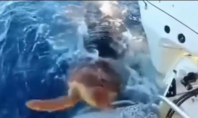 [Video] ¡De no creer! Un tiburón le ayudó a una tortuga que estaba herida