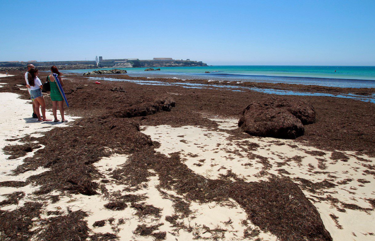 Algas océanos playas