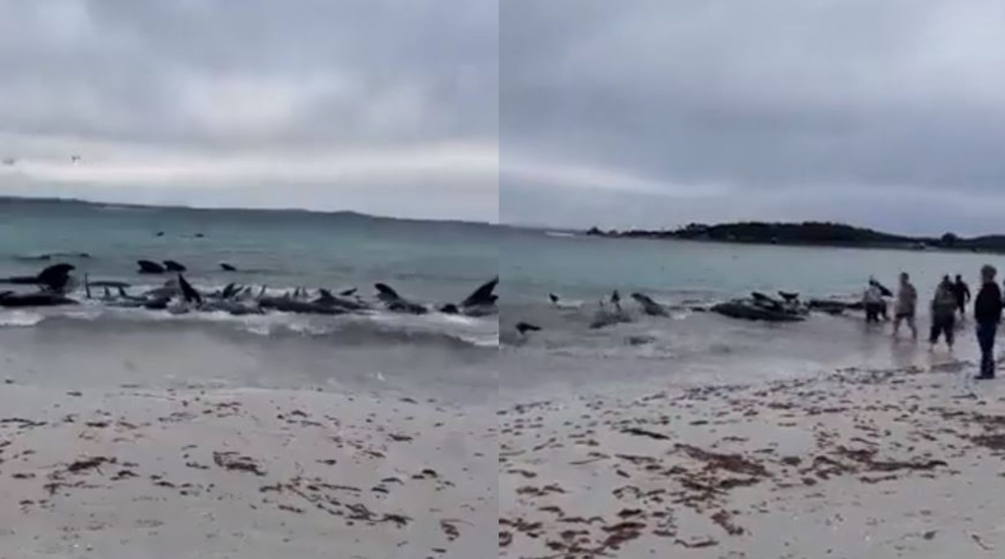 [Video] Más de 50 ballenas murieron tras quedarse varadas en una playa de Australia