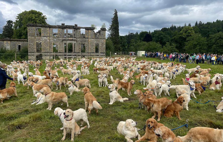 [Fotos] A cientos de Golden Retriever les celebraron su festival en Escocia