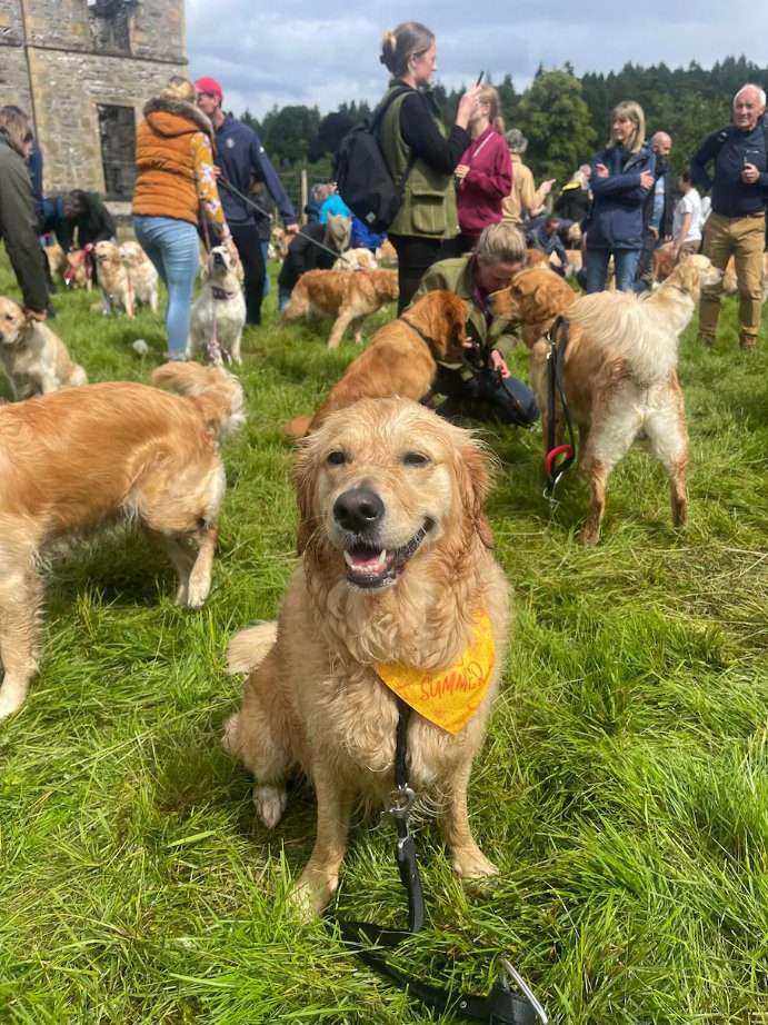 Golden Retriever