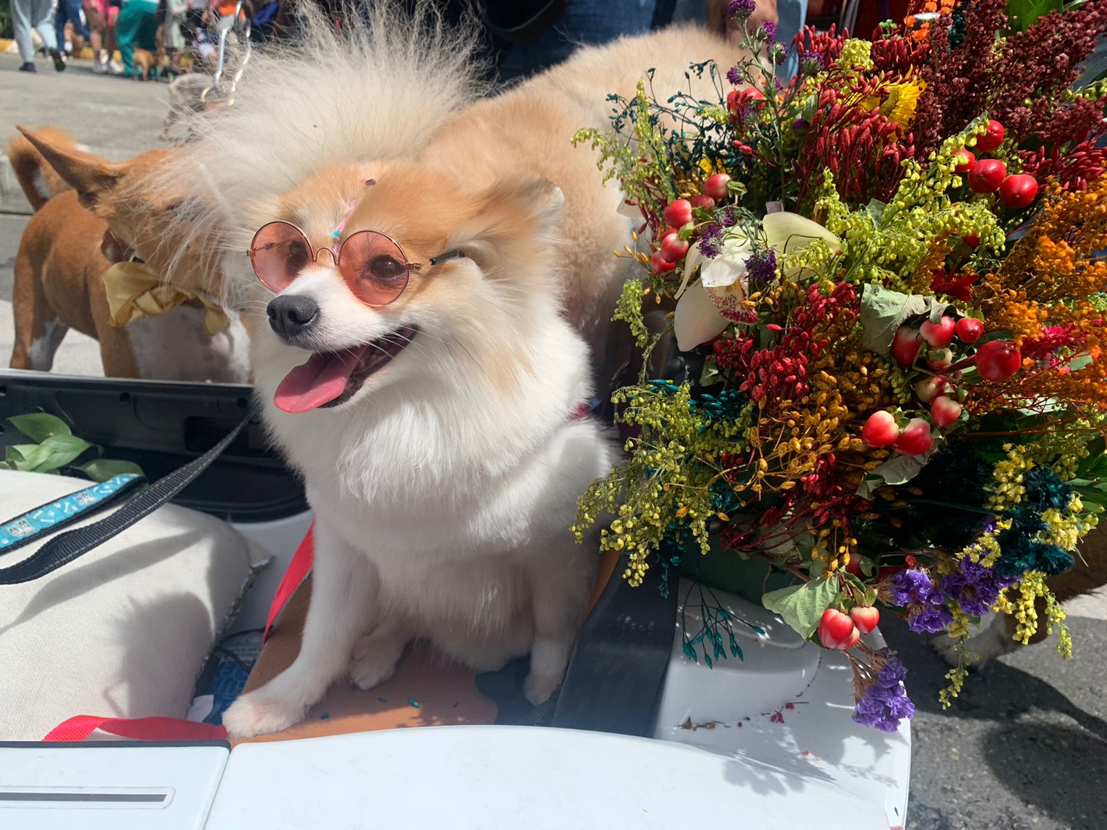 [Fotos] Así se vive la Caminata Canina de la Feria de las Flores 2023