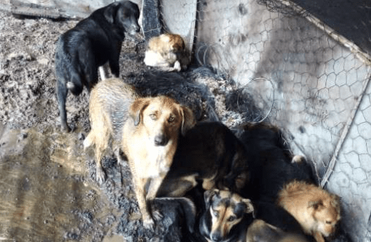 ¡Inhumanos! Queman albergue donde vivían 117 perritos rescatados de la calle