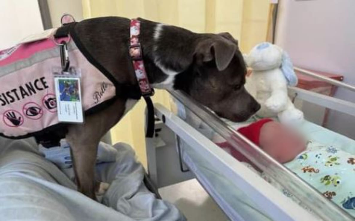 ¡Hermosa! Belle es la primera perrita en asistir el parto de una mujer