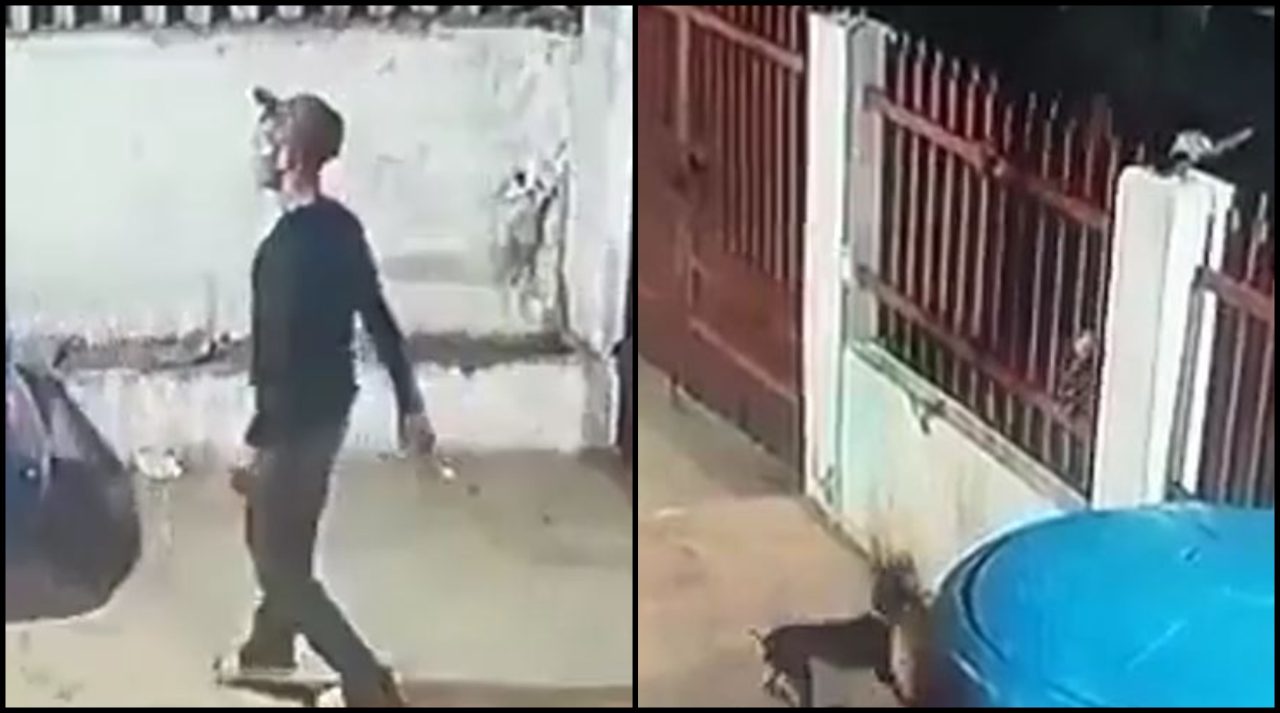 [Video] Tres perros evitaron un robo en Venezuela