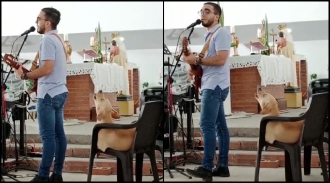 [Video] ¡Qué hermoso! Perrito dejó la calle y ahora canta en la iglesia