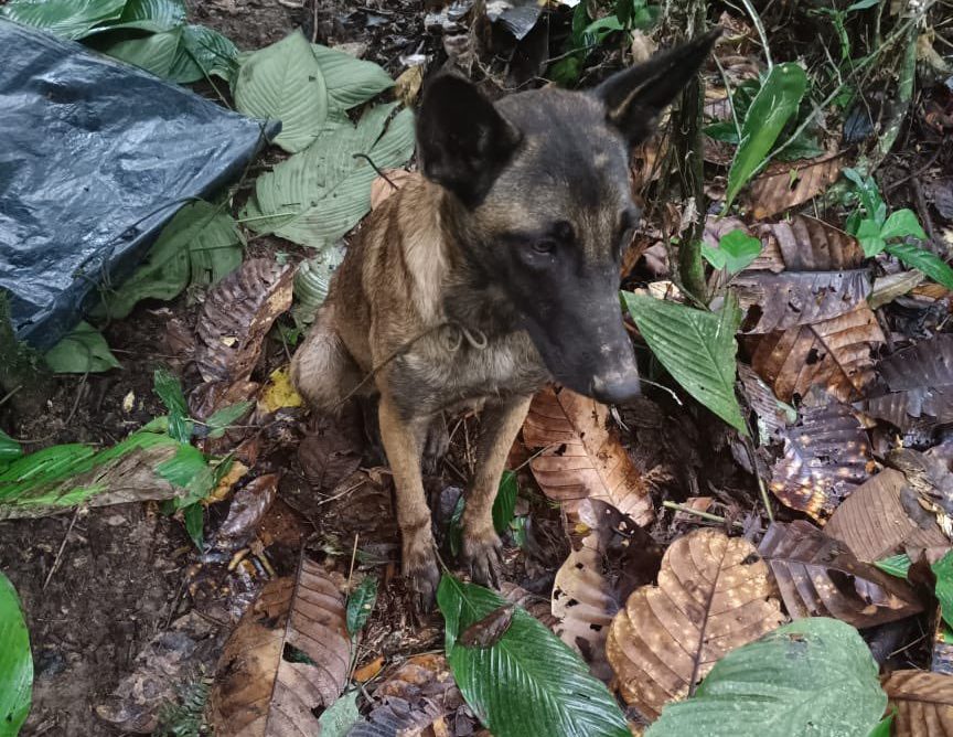 ¡Ejército lo confirmó! Ya se sabe si el perrito visto en Caquetá es o no Wilson