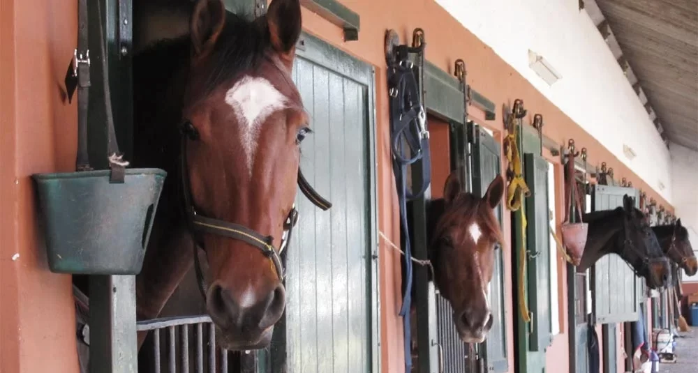 Judicializan a dueño de pesebrera por maltrato animal hacia un caballo