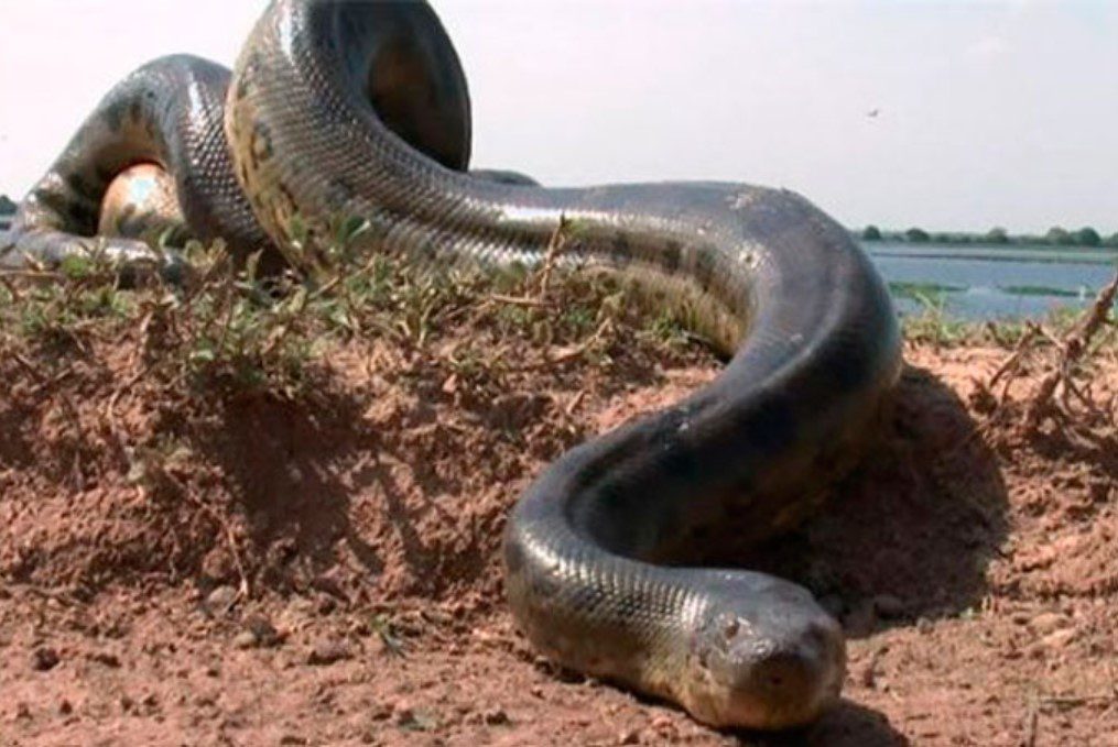 [Video] ¡Es enorme! Capturan a la serpiente más grande del mundo