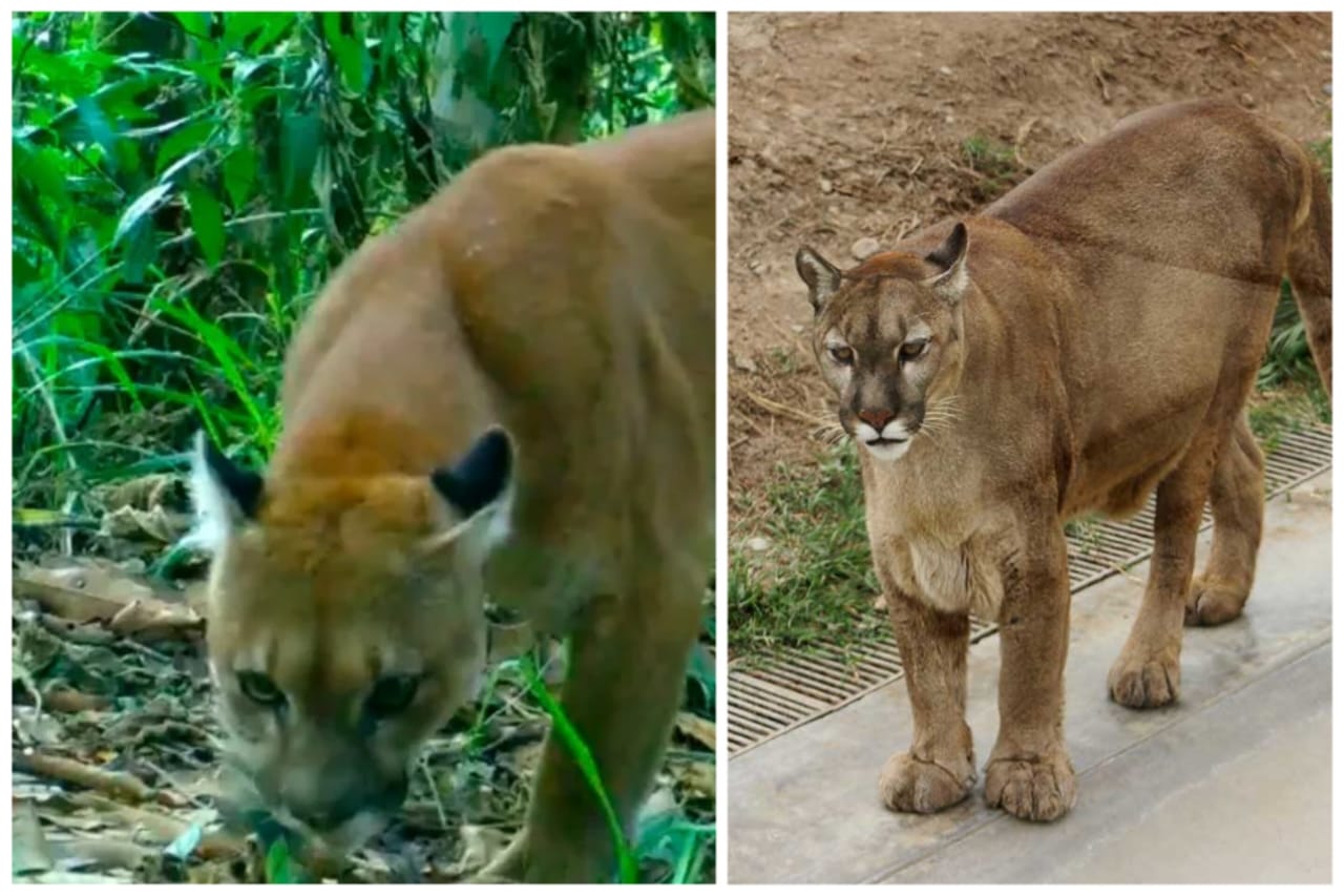 [Video] Enorme puma visto en Piedecuesta, Santander, causa temor