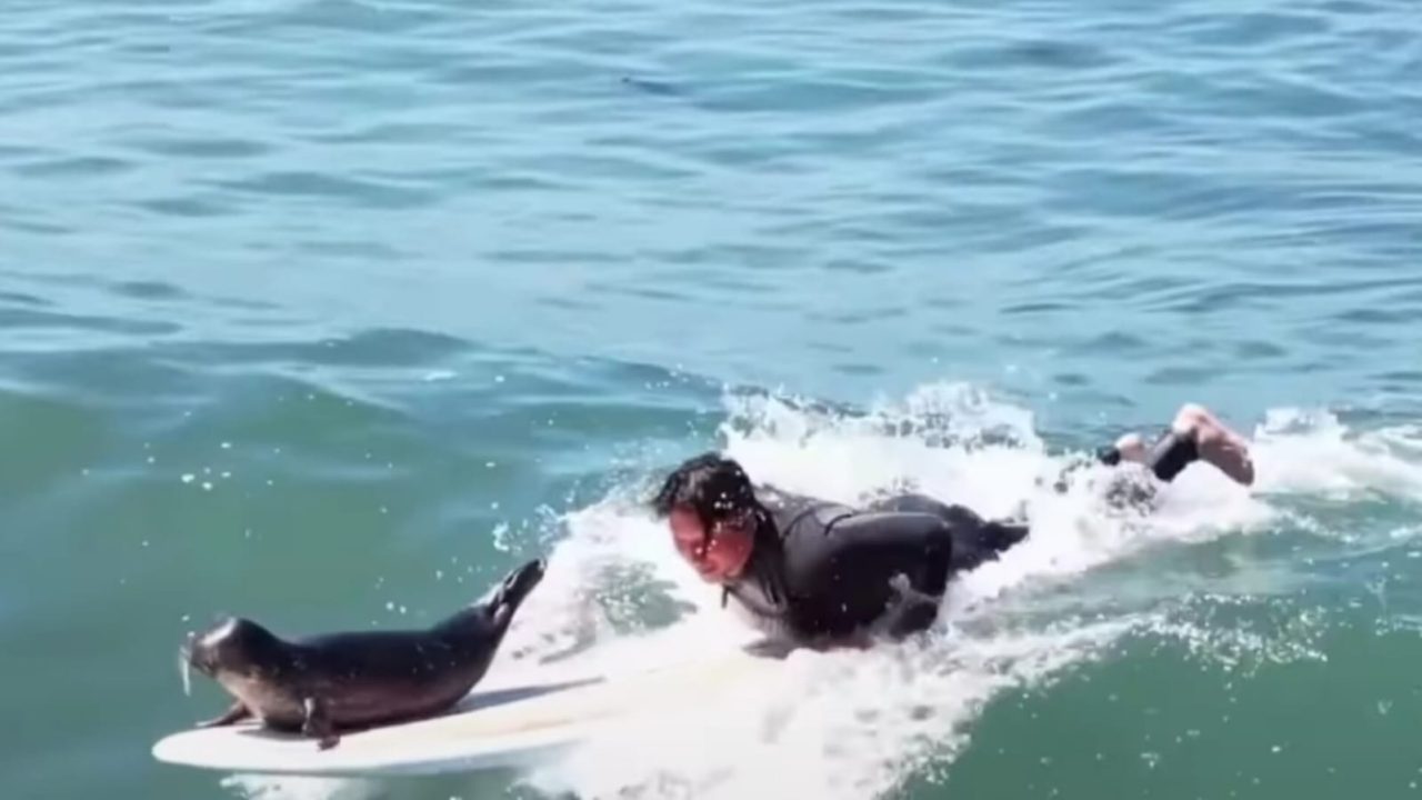 [Video] Sammy, la foca que disfruta atravesar olas entre surfistas