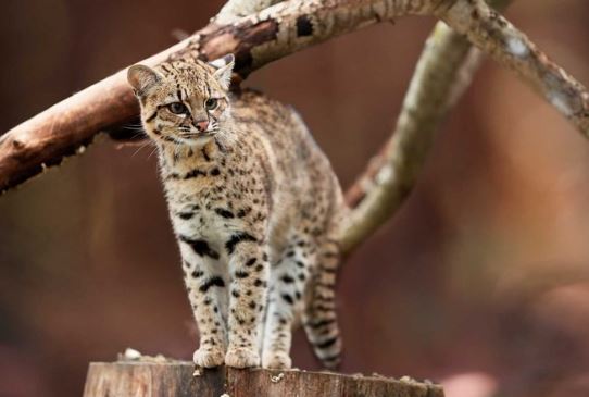 'El gato de Nariño': la nueva especie de felino en Colombia