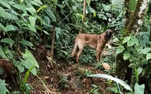 [Video] ¿Es Wilson? Afirman que encontraron al ‘perro héroe’ de Colombia