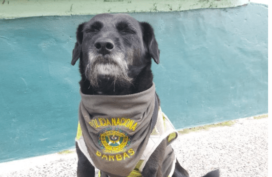 Conozca a barbas, el perro Policía más famoso de Concepción Antioquia