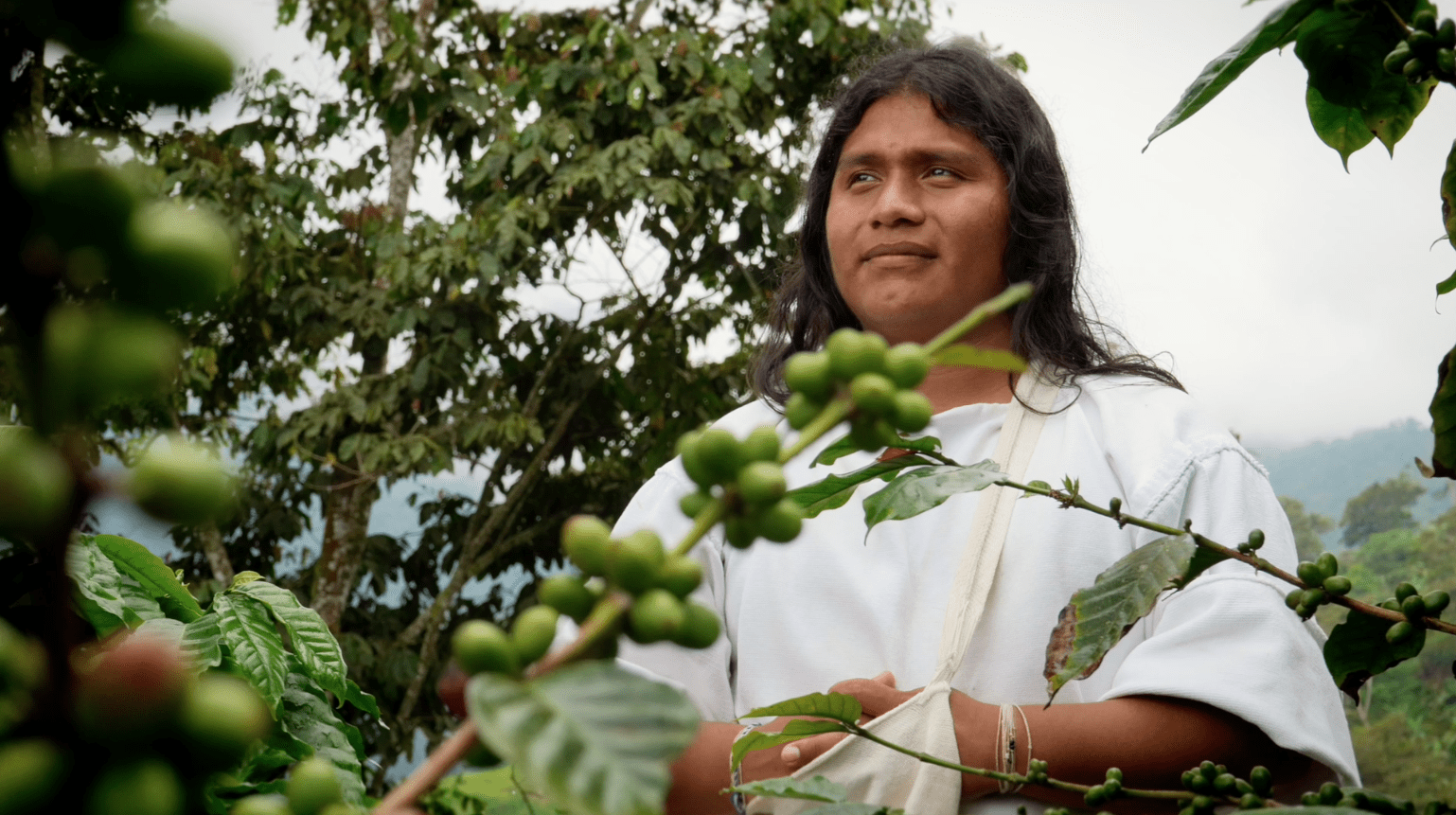 Conozca el café ancestral de los indígenas Kogui de la Sierra Nevada de Santa Marta